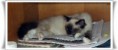 /album/kitty/kitty-01-jpg/